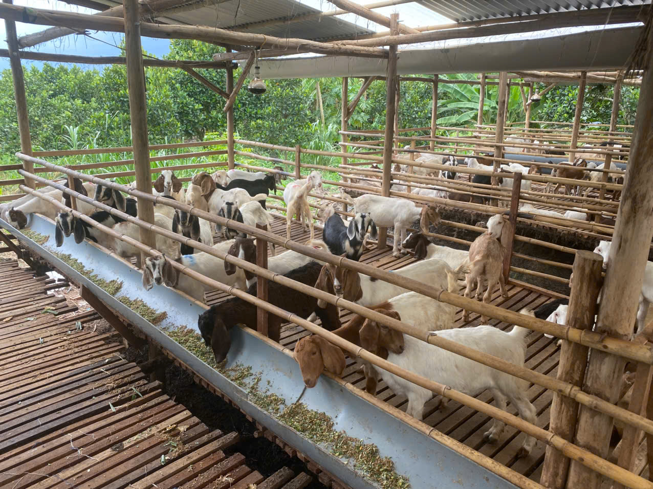 Khu chuồng trại dê