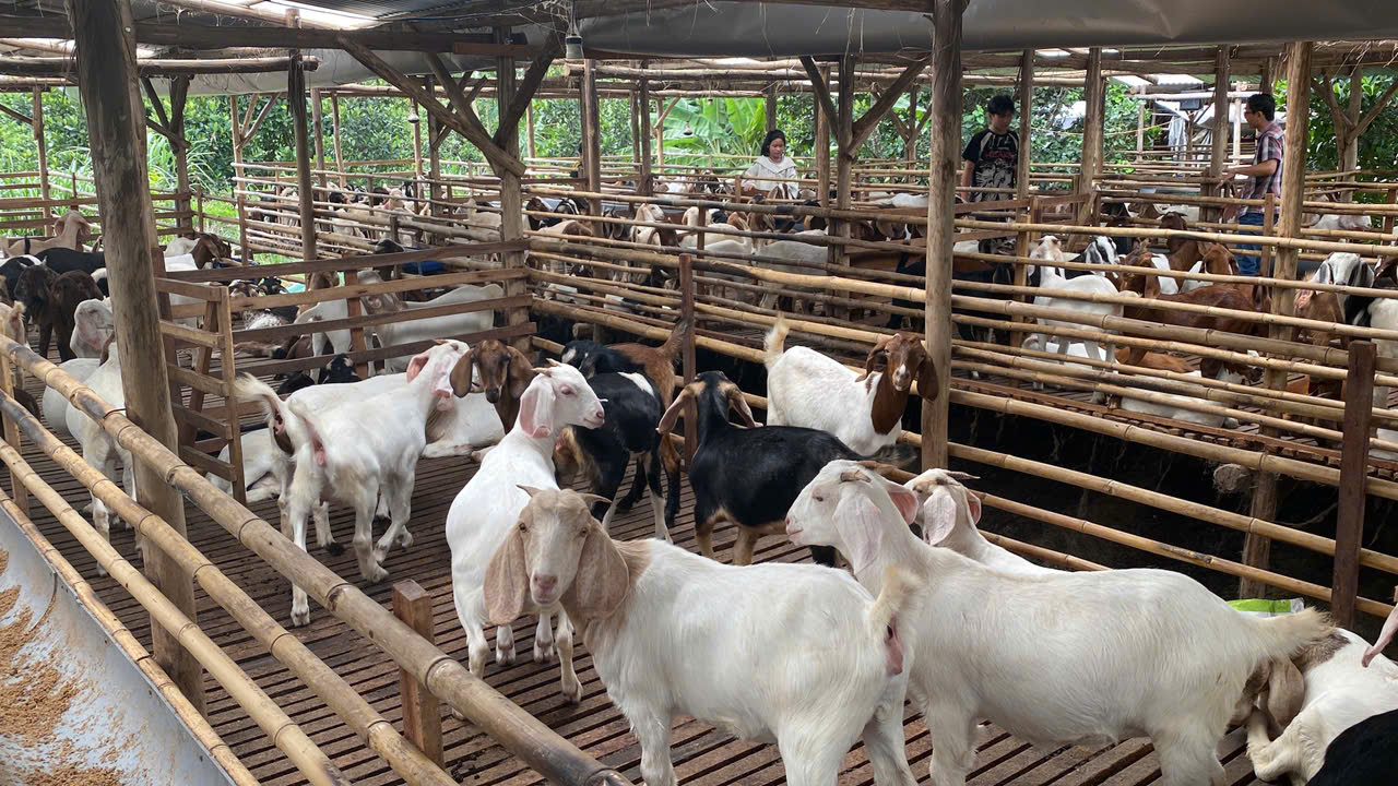 Thức ăn hữu cơ cho dê
