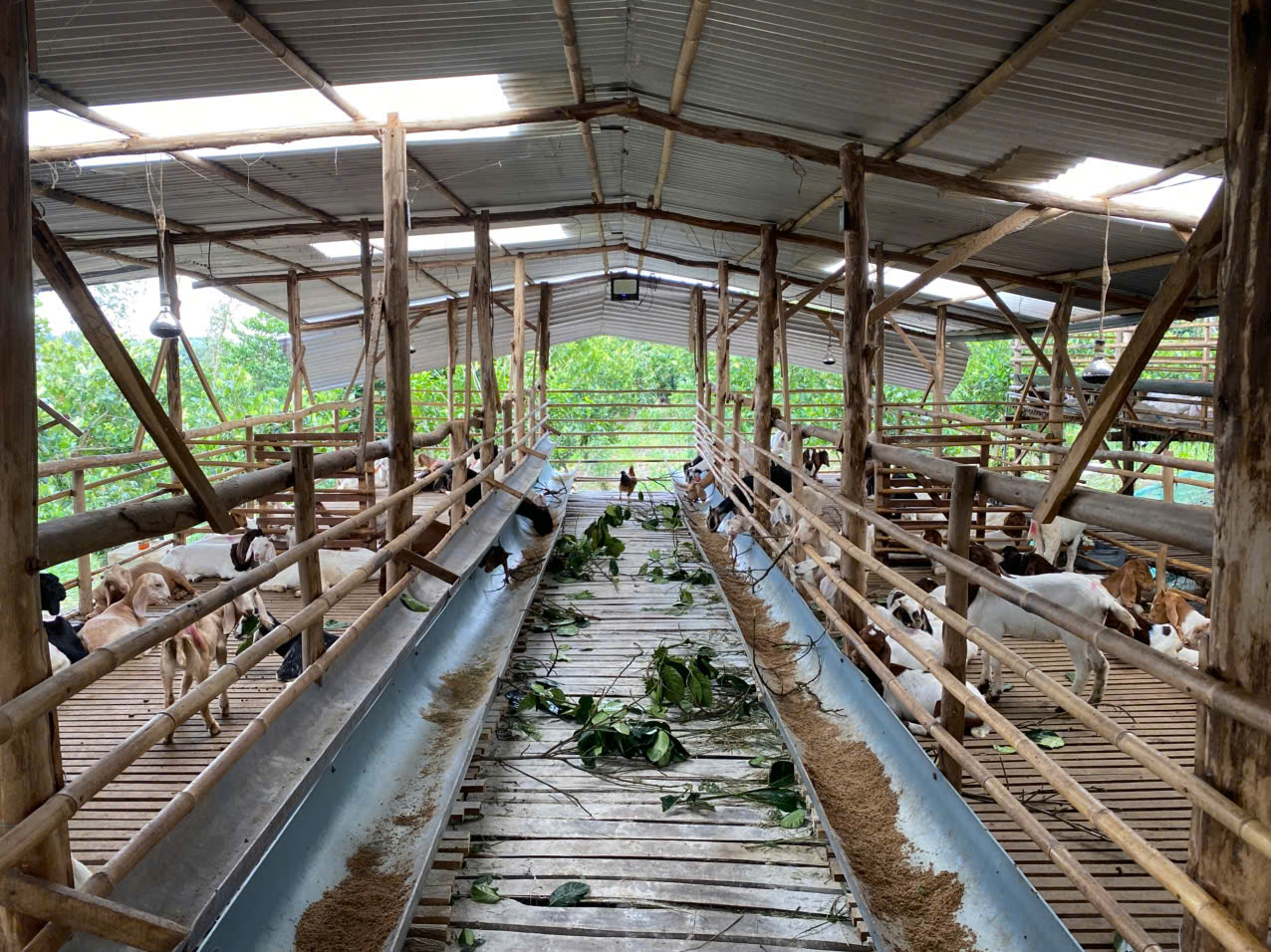 Đàn dê khỏe mạnh